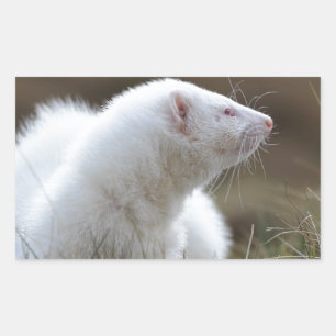 Sticker Rectangulaire Beau Albino Ferret