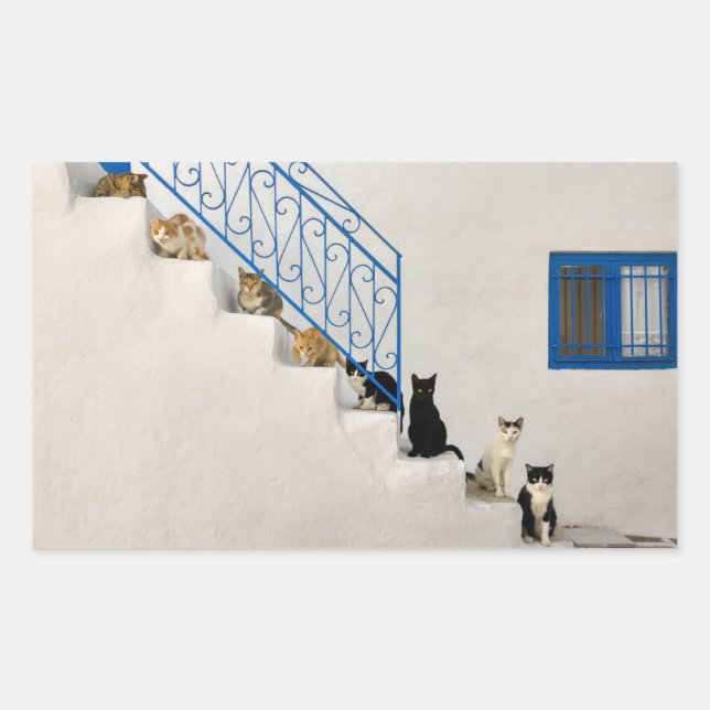 Sticker Rectangulaire Beaucoup de chats sur un escalier blanc dans un vi (Devant)
