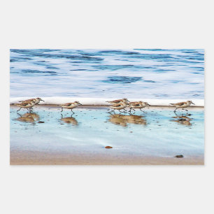 Sticker Rectangulaire Bécasseaux fonctionnant le long de la plage