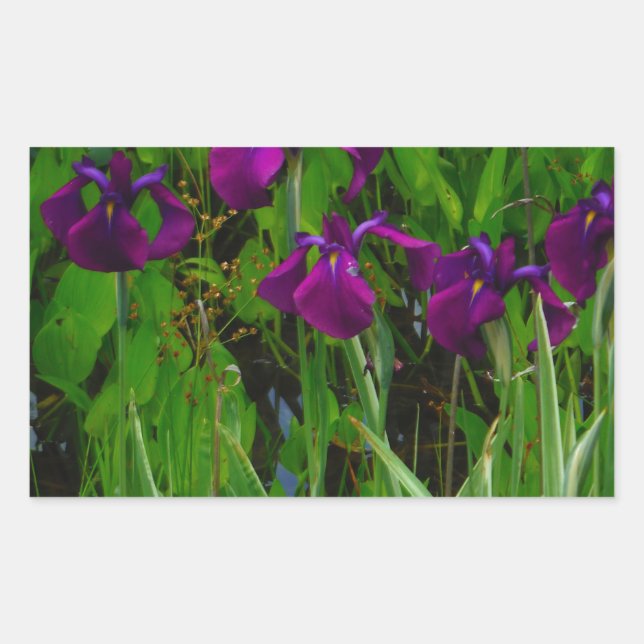 Sticker Rectangulaire Belle Iris Violet (Devant)