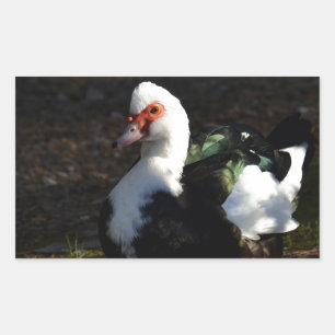 Sticker Rectangulaire Belle Muscovy Drakelet