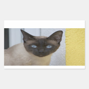 Sticker Rectangulaire Belle pointe de phoque Chat siamois