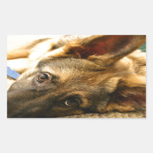 Sticker Rectangulaire Berger allemand