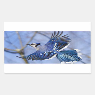 Sticker Rectangulaire Bleu Jay dans l'autocollant de vol