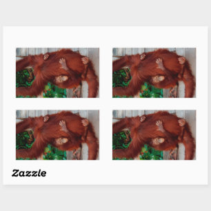 Sticker Rectangulaire Bornéo orangoutan