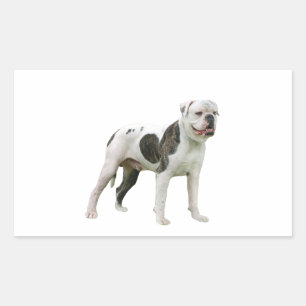 Sticker Rectangulaire Bouledogue Américain - Brun-Blanc