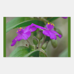 Sticker Rectangulaire Cadeaux de fleurs sauvages jumelles Fuchsia Spider