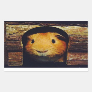Sticker Rectangulaire Cadeaux de porc au gingembre en Guinée