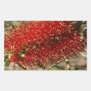 STICKER RECTANGULAIRE CALLISTEMON BOUTEILLE ROUGE BRUSH TREE FLOWER AUST