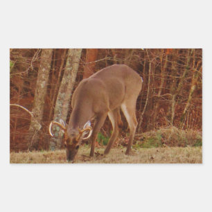 Sticker Rectangulaire Camouflage en chêne rouge Stag Buck Deer Nourritur