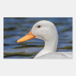 Sticker Rectangulaire Canard blanc de Mallard