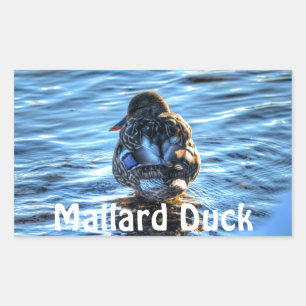 Sticker Rectangulaire Canard de Mallard dans la rivière Winter - Photo F