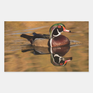Sticker Rectangulaire Canard en bois masculin sur le lac d'or