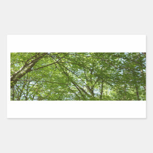 Sticker Rectangulaire Canopée du printemps Feuille Green Nature Scene