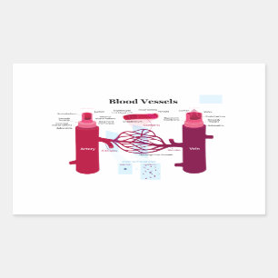 Sticker Rectangulaire Capillaires Capillaires Diagramme des veines des v