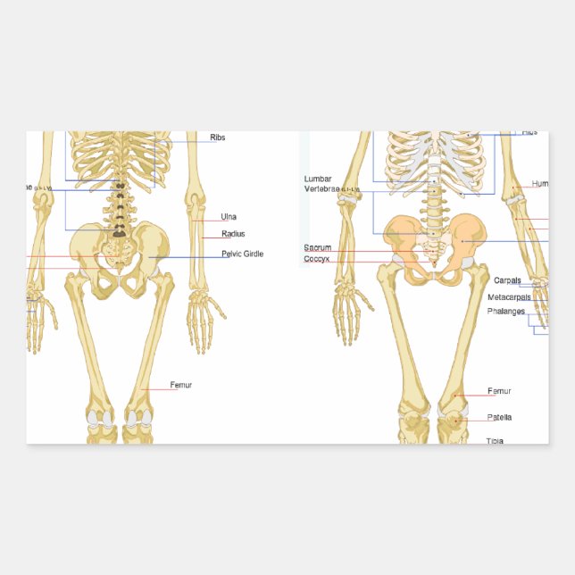 Sticker Rectangulaire Carte d'anatomie marquée du squelette humain (Devant)