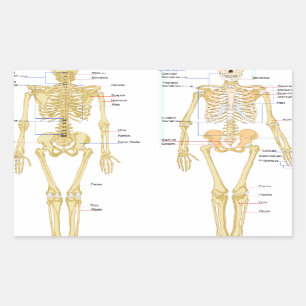 Sticker Rectangulaire Carte d'anatomie marquée du squelette humain