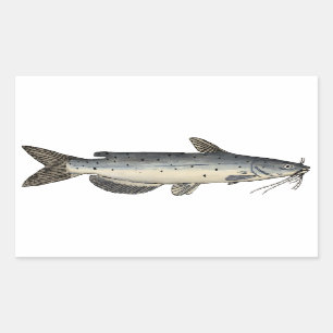 Sticker Rectangulaire Catfish (juvénile)