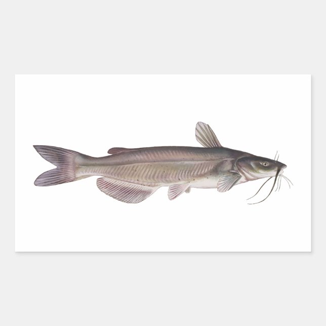 Sticker Rectangulaire Catfish - Pêche en eau douce (Devant)