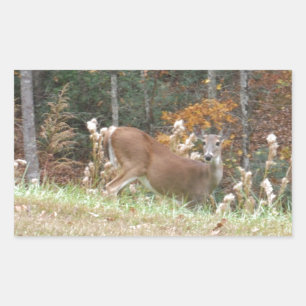 Sticker Rectangulaire Cerf d'automne dans le lac Arrowhead