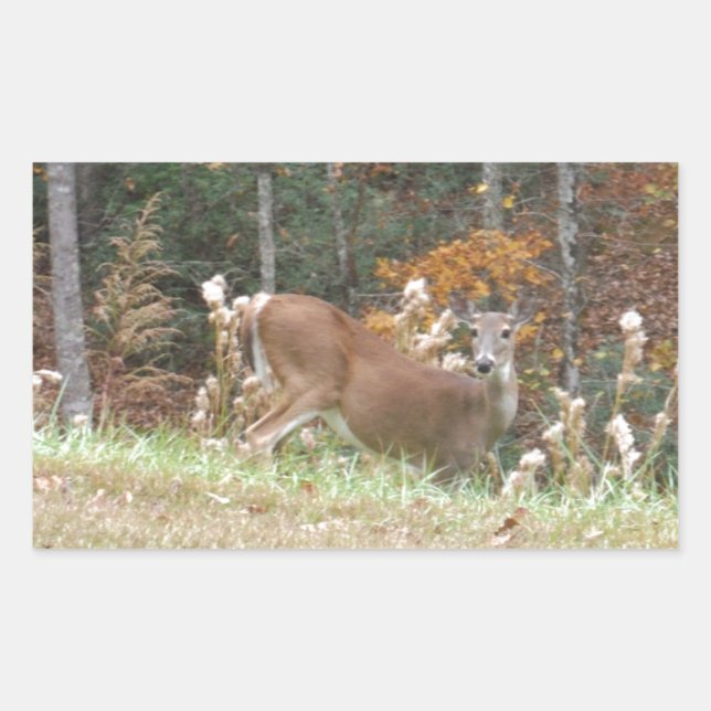 Sticker Rectangulaire Cerf d'automne dans le lac Arrowhead (Devant)