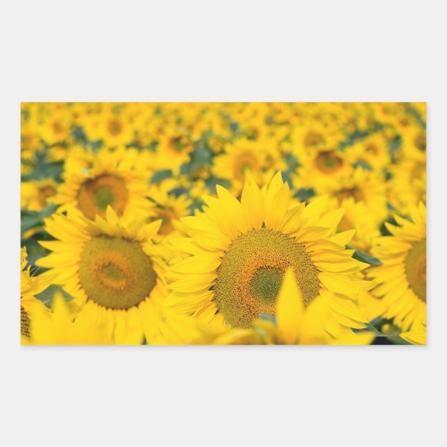 Sticker Rectangulaire Champ jaune de tournesols photo (Devant)