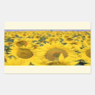 Sticker Rectangulaire Champ jaune de tournesols photo