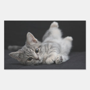 Sticker Rectangulaire Chat gris mignon
