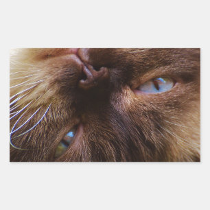 Sticker Rectangulaire chat mignon animal familier ronronnement miaulemen