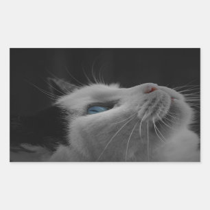 Sticker Rectangulaire Chat noir et blanc de ciel nocturne étoilé avec
