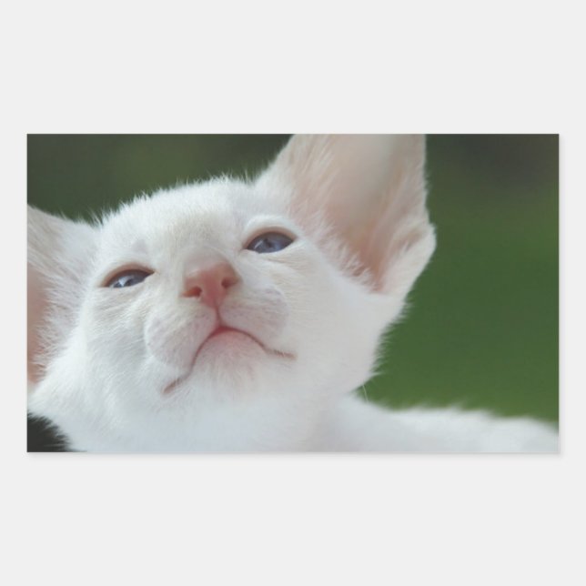 Sticker Rectangulaire chaton siamois (Devant)