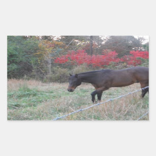 Sticker Rectangulaire Cheval Brown dans les arbres d'automne rouges