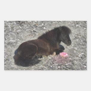 Sticker Rectangulaire cheval poney shetty animal minicheval