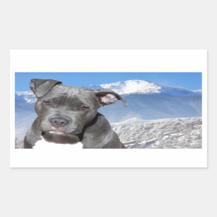 Sticker Rectangulaire Chien chiot américain Pitbull Terrier