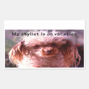 Sticker Rectangulaire Chien hirsute de cheveux