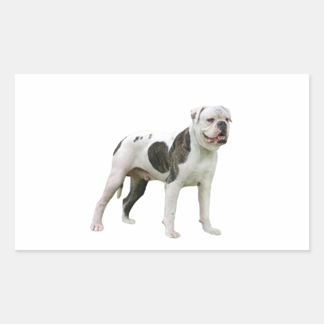 Sticker Rectangulaire Chien-taureau américain - Brown-blanc (Devant)