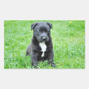 Sticker Rectangulaire Chiot