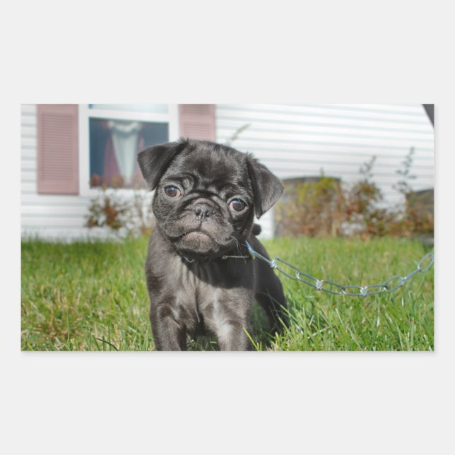 Sticker Rectangulaire Chiot en Carlin noir (Devant)