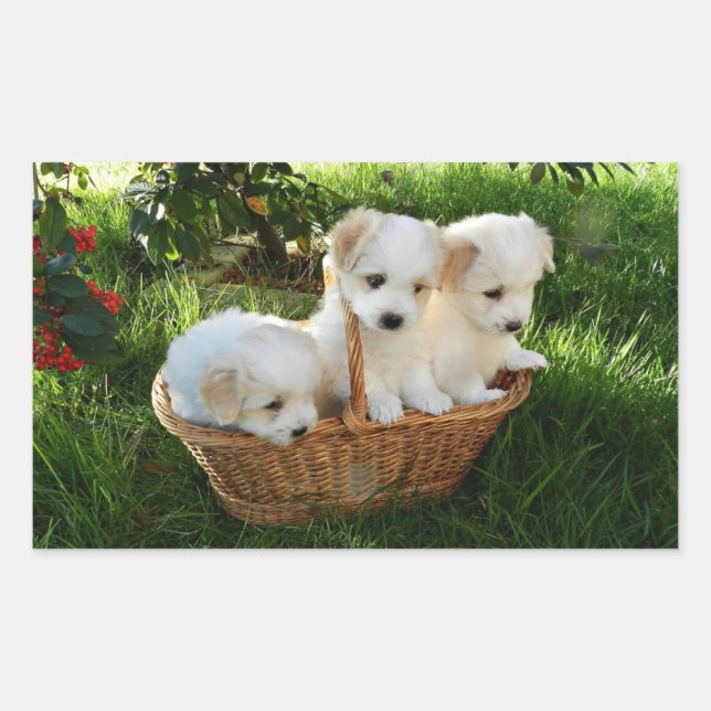 Sticker Rectangulaire Chiots, Coton de Tulear, Chiots (Devant)