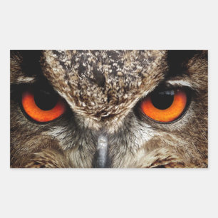 Sticker Rectangulaire Chouette