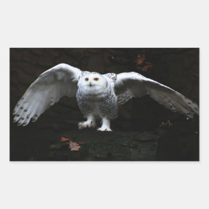 Sticker Rectangulaire Chouette à neige avec ailes ouvertes stcn