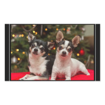 Christmas Chihuahua's