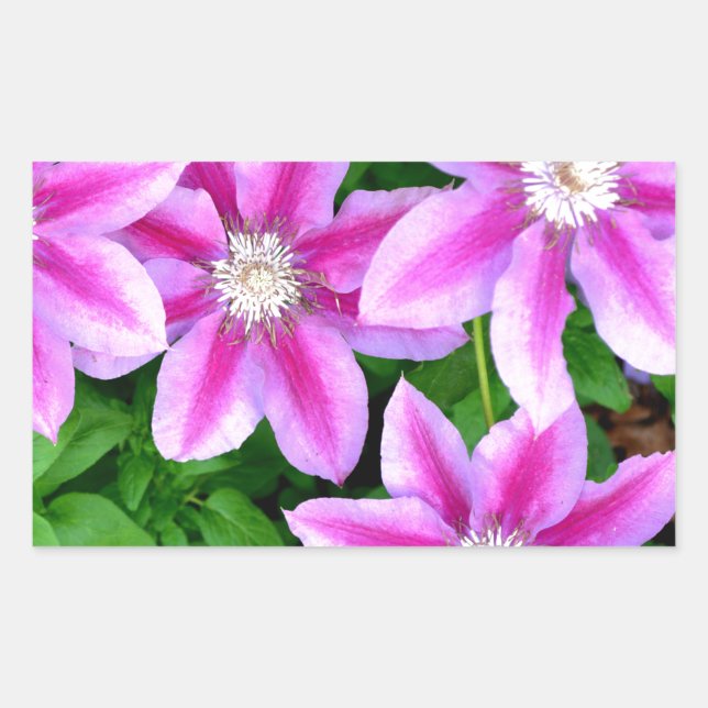 Sticker Rectangulaire Clematis rose et Oregano sauvage (Devant)