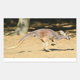 Sticker Rectangulaire Closeup kangourou marche carte postale