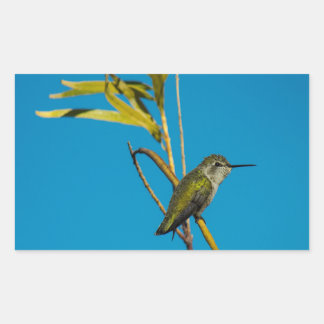 Sticker Rectangulaire Colibri à gorge rubis sur arbre
