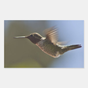 Sticker Rectangulaire Colibri en vol