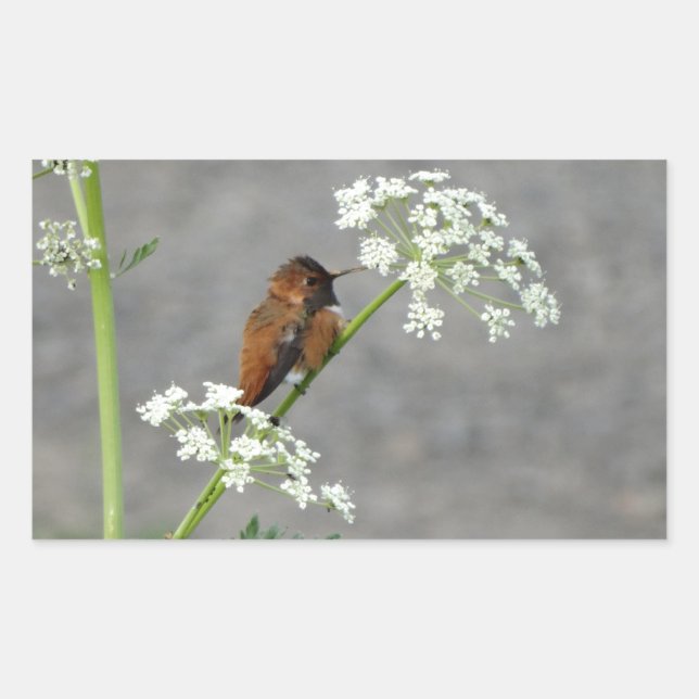 Sticker Rectangulaire Colibri sur la fleur de dentelle de la reine Ann (Devant)