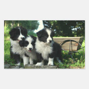 Sticker Rectangulaire Collie Bordure Noire Et Blanc Chiens De Chien De C