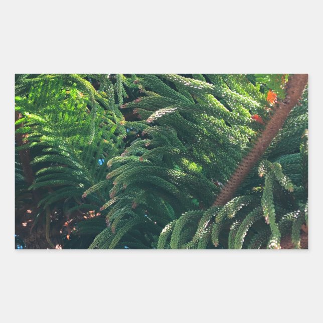 Sticker Rectangulaire conifère à feuillage persistant de pin (Devant)