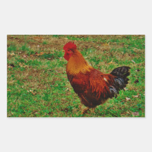 Sticker Rectangulaire Coq dans le triage